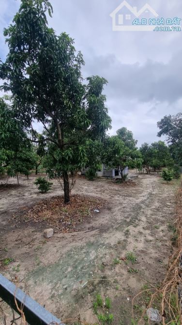 Cần bán 4190m Tân Lập, Cam Thành Bắc, Cam Lâm có 200 thổ cư giá 167 tỷ (40 tr/m) - 3
