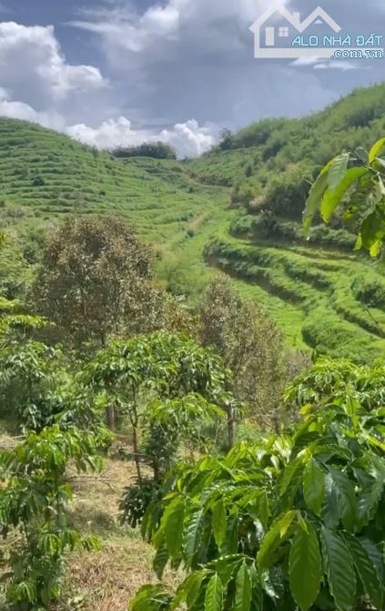 HÓT HÓT DIỆN TÍCH HƠN 6HEC-TA CAFE + SẦU RIÊNG XÃ ĐAM RÔNG, LÂM ĐỒNG - 3