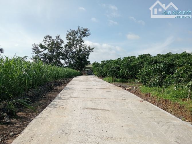 7 sào Bảo Lộc, có ao, view đẹp, nguyên quả đồi riêng - 5