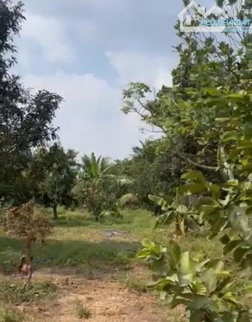 Nhà Vườn MT Đ. Phạm Thị Chanh, Xã Phước Hiệp, Củ Chi - Ngôi Nhà Lý Tưởng Để Nghỉ Dưỡng - 5