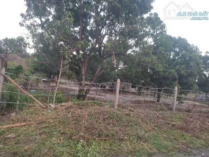 Cần bán 4190m Tân Lập, Cam Thành Bắc, Cam Lâm có 200 thổ cư giá 167 tỷ (40 tr/m) - 9