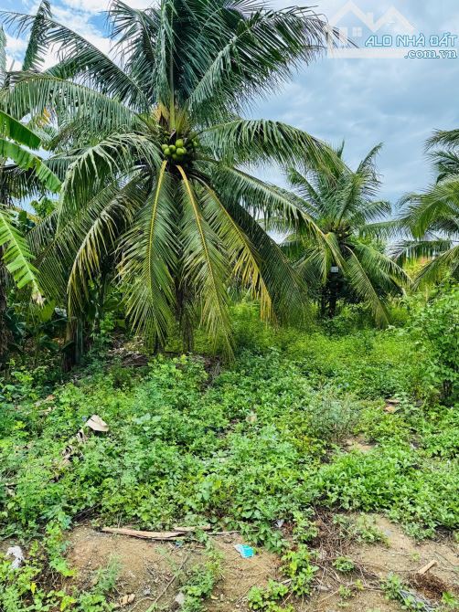 CHỦ GỞI BÁN HAI LÔ ĐẤT NINH LỘC NINH HOÀ - 9