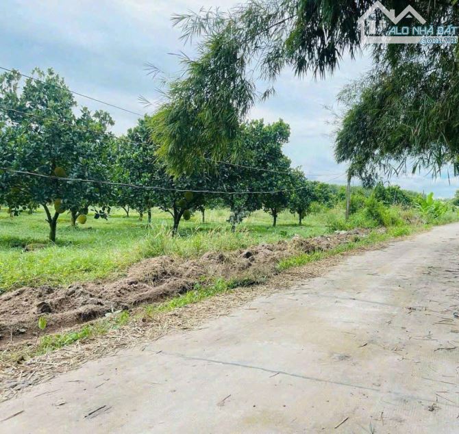Vườn Mít 1000m chỉ 145 triệu sổ hồng sẵn