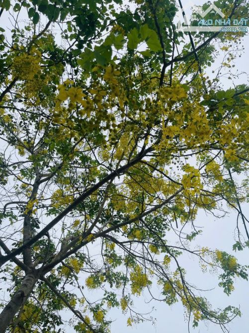Cần bán lô đất - nhà KINH DOANH THẢ GA. ĐƯỜNG TRỤC CHÍNH - 1