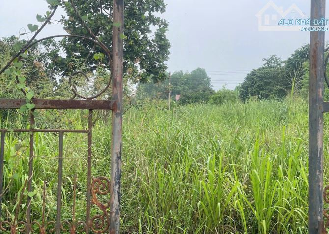 Bán đất 1300m² full thổ cư, 3 mặt tiền Đường 20 – Xã Hưng Thịnh – Trảng Bom, giá chỉ 9.5tỷ - 1