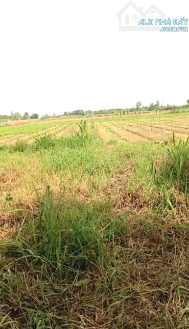 B.á.n 6,2 công đất nền, mặt tiền ôtô, gần biển Tân Thành -  Gò Công Đông, TG cũ - 2