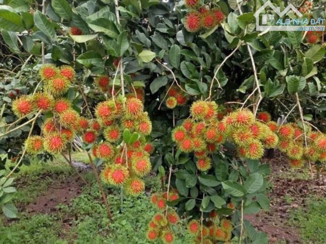 Chú Minh Bán Ngộp Nhà cấp 4, Vườn Cây Trái rộng 2600m2, Giá 600 triệu, sổ sẳn - 2