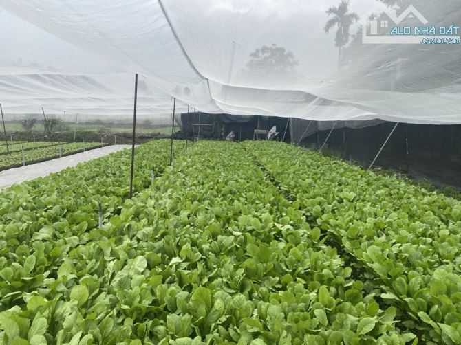 Củ Chi: Bán Gấp 2666m² Đất  Ful Thổ Cư Đường Hồ Văn Tắng, SHR, Giá Tốt 54 Tỷ. - 2
