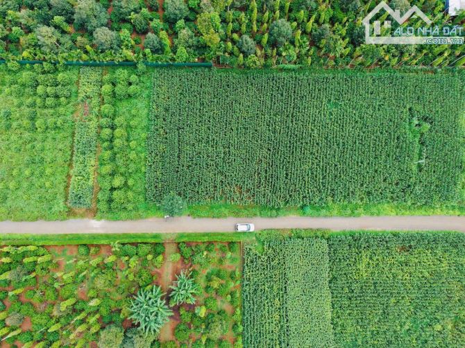 LÔ ĐẤT P.TÂN AN ĐƯỜNG D5 BUÔN KOTAM EATU QL26, 5mx34m (nở hậu 5,4m) - 3