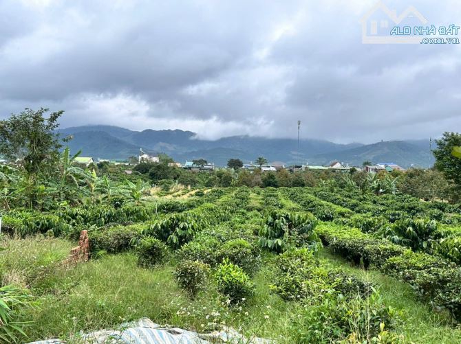 2.5 sào phường 3 Bảo Lộc. đất bằng giáp suối - 4