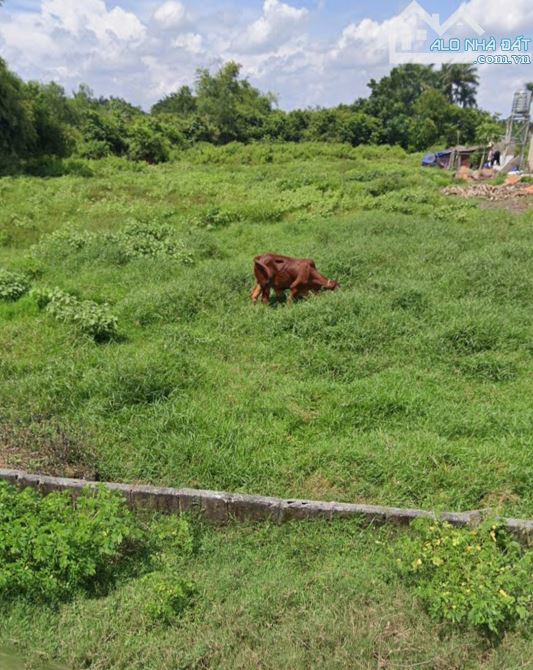 Bán đất thổ cư sát Quốc Lộ 22 xã Tân Thông Hội Củ Chi TPHCM, DT: 6x17m.