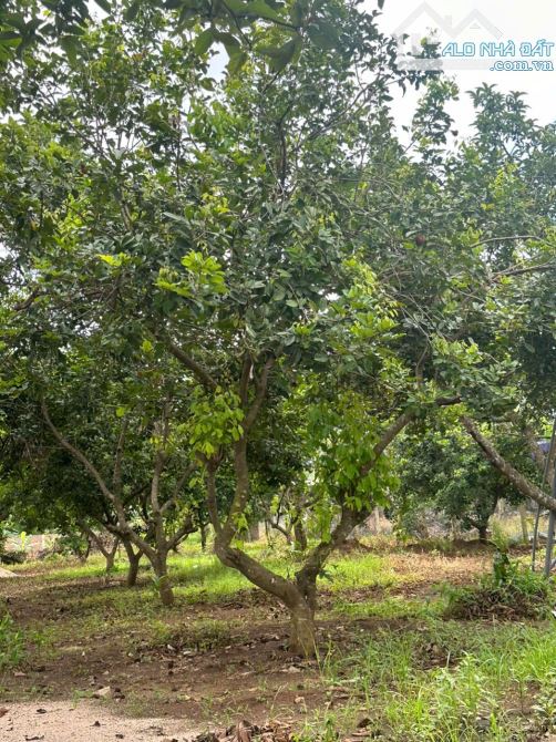 Bán đất có sẵn vườn,  Long Tân – Đất Đỏ,  giá đầu tư, phủ hồng