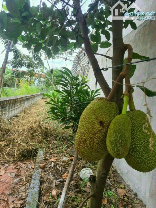 Xuất ngoại bán nhanh nhà vườn 781m2 tại Bến Lức. Giá 4.8 tỷ còn 3.2 tỷ - 7