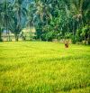 VIEW CÁNH ĐỒNG LÚA KHU DÂN CƯ 1029M2(26MX38M) GẦN ĐIỂM XUỐNG CAO TỐC CHI 585 TRIỆU