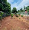 VƯỜN CÂY ĂN TRÁI 500M2 GIÁ 1.85 TỶ XÃ ĐẤT ĐỎ - TP HCM 📐Diện tích 13x36 -500m2-80m thổ cư