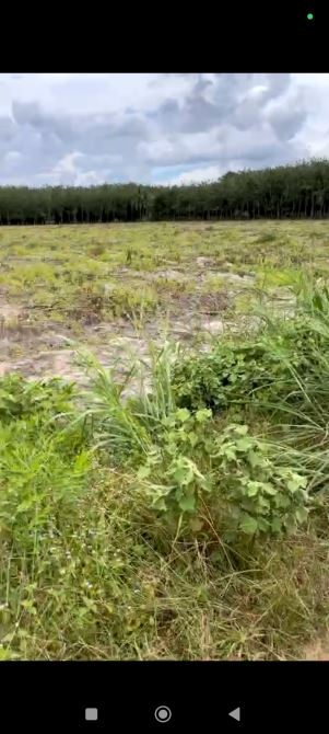 Bán 9,7 mẫu đất cao ráo ấp Thạnh Phú, Xã Thạnh Bình, Tây Ninh giá 1ty2 1mẫu