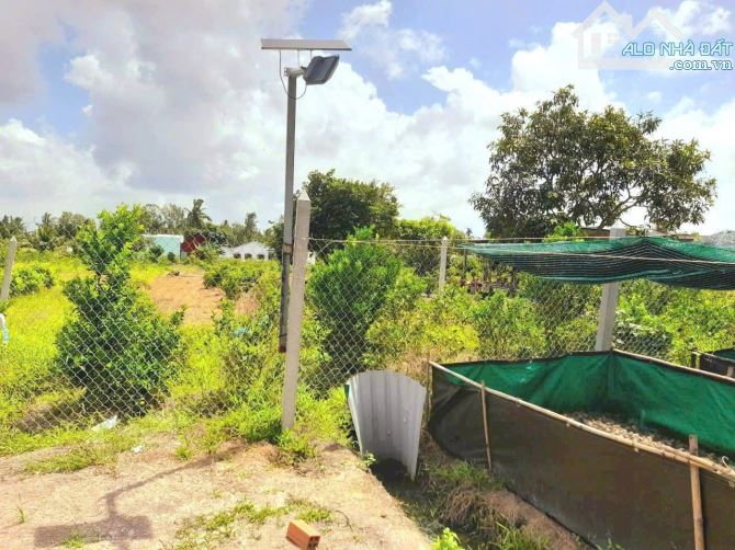 Quá ngộp, 1172m2 đất thổ cư KDC Nhựt Tảo, 22x 51m, chốt 850tr - 1