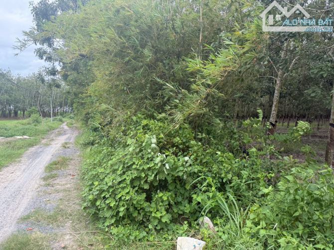 Đất vườn rẻ đường xe hơi, diện tích 10x95 có 50m thổ cư, giá 310 triệu, hết đất - 1