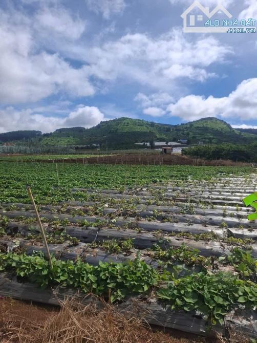 GIÁ 1 TỶ 080 TRIỆU - LÔ ĐẤT ĐẸP An Ninh, Xã Liên Hiệp, Đức Trọng, Lâm Đồng - 1