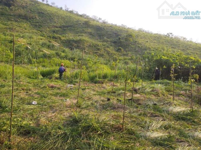 🌿 CƠ HỘI ĐẦU TƯ ĐẤT TRANG TRẠI – NGHỈ DƯỠNG TẠI HÒA BÌNH 🌿 - 1
