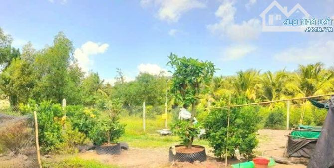 Quá ngộp, 1172m2 đất thổ cư KDC Nhựt Tảo, 22x 51m, chốt 850tr - 2