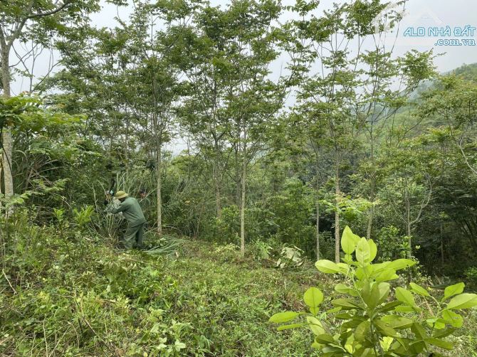 🌿 CƠ HỘI ĐẦU TƯ ĐẤT TRANG TRẠI – NGHỈ DƯỠNG TẠI HÒA BÌNH 🌿 - 2