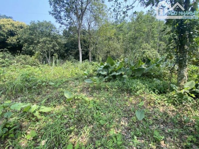 🌿 BÁN ĐẤT ĐẸP LÀM NHÀ VƯỜN – TT. LƯƠNG SƠN, HÒA BÌNH 🌿 - 3
