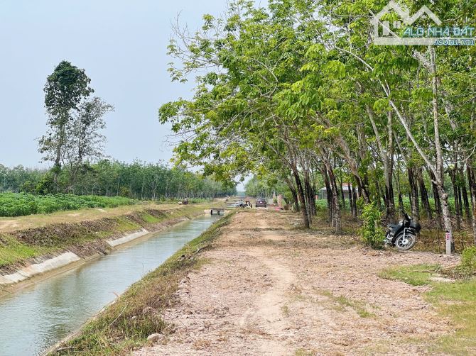 1000m2 có Thổ cư Nguyễn Thị Lan - Hòa Đông Tân Biên - chỉ 320tr - 1