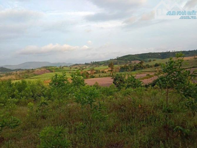 Cần bán 14000m2 ( 1Ha4) có 740m2 thổ cư bám đường quốc lộ 19C - 2