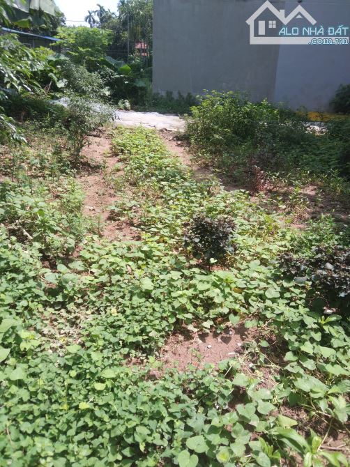 Bán đất 43m² Phúc Thành – Biên Giang, Hà Đông  Ngõ nông, rộng 15m, ô tô tránh, đỗ ngày đêm - 2