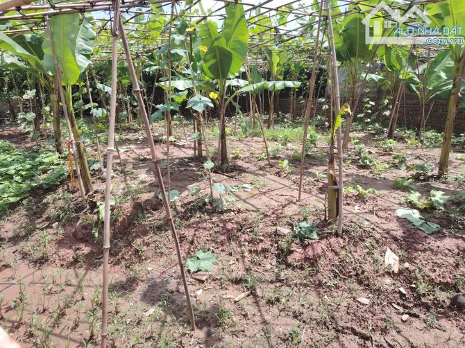 Đông Tảo Ô tô thông, 500m ra vành đai 4, 110m2, Mt 8m, full thổ cư, hơn 3 tỷ - 3