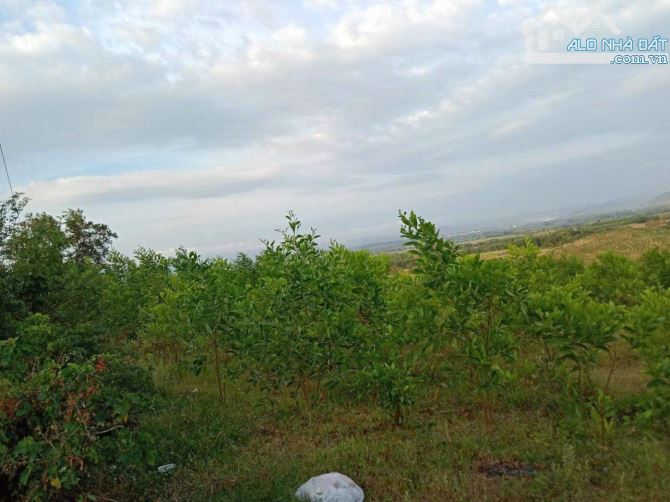 Cần bán 14000m2 ( 1Ha4) có 740m2 thổ cư bám đường quốc lộ 19C - 4