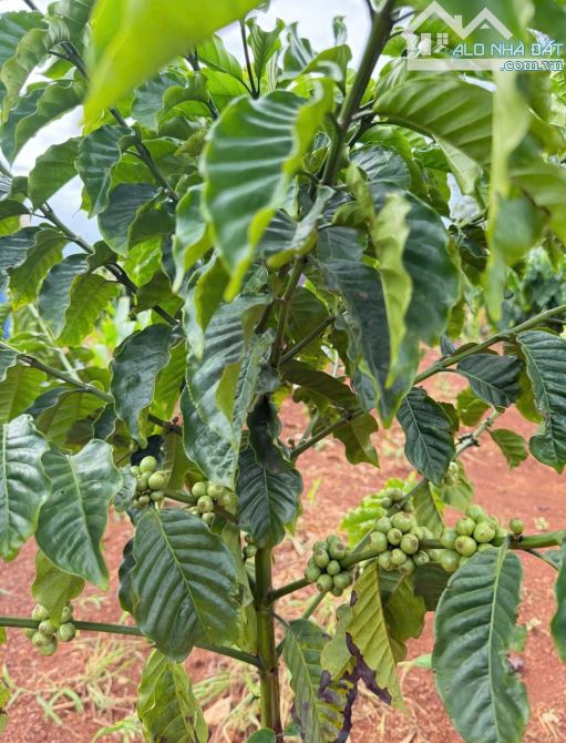 🌞🌞6 sào đất đỏ, bám mặt đường 222m Gần đường Hồ Chí Minh, gần khu du lịch hồ Eakao