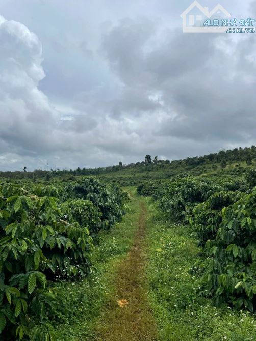 3,2 tỷ cho 2,4 ha cà phê đông đặc tại Lâm Đồng