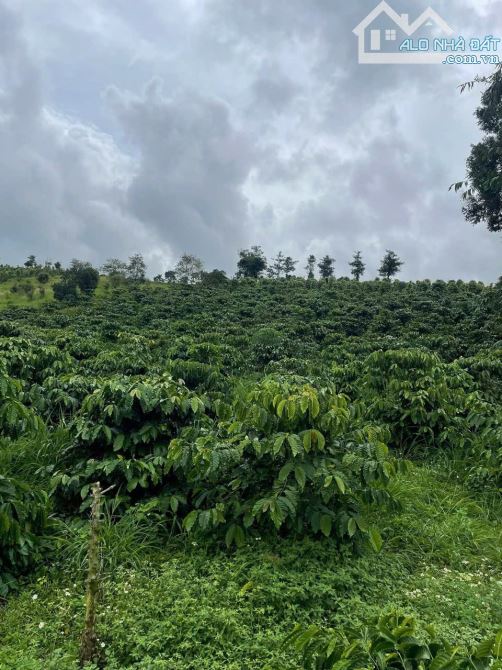 3,2 tỷ cho 2,4 ha cà phê đông đặc tại Lâm Đồng - 1