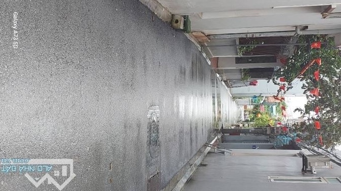 NGÔ XUÂN QUẢNG TRÂU QUỲ GIA LÂM HÀ NỘI - 1
