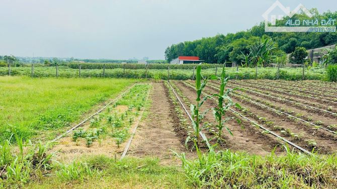 XÃ ĐẤT ĐỎ - TP HCM ( Bà Rịa Vũng Tàu cũ). 💰Chỉ 980 Triệu 📐Diện tích 170m2 (6,8x24m) - 2