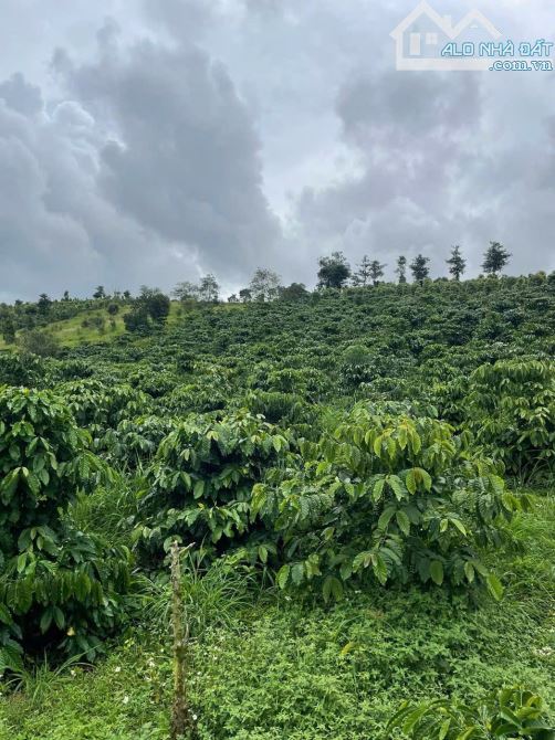 3,2 tỷ cho 2,4 ha cà phê đông đặc tại Lâm Đồng - 2