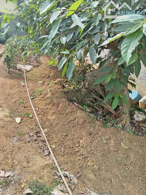 Bán 154m2 Đông Yên, Quốc Oai chỉ 2.25 tỷ - 2