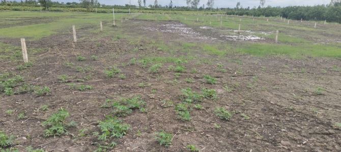500m2 vườn đường ôtô vew kên được lên thổ Bình Đức Bến Lức Long An 459 triệu rẻ xình luôn - 2