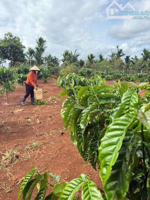 🌞🌞6 sào đất đỏ, bám mặt đường 222m Gần đường Hồ Chí Minh, gần khu du lịch hồ Eakao - 4