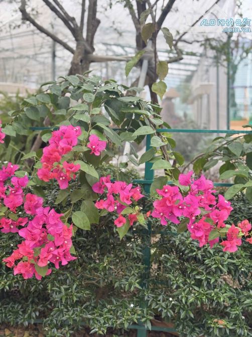 🎯 BIỆT THỰ 2 MẶT TIỀN – VỊ TRÍ VÀNG SƠN TRÀ – ĐẲNG CẤP THƯỢNG LƯU - 7
