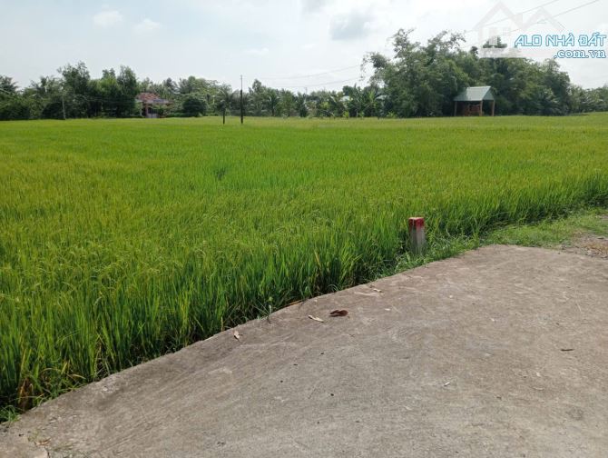Cần Giuộc 1000m đất lúa full hồng , sổ hiển thị lối đi  được chuyển thổ không bị quy hoạch - 1