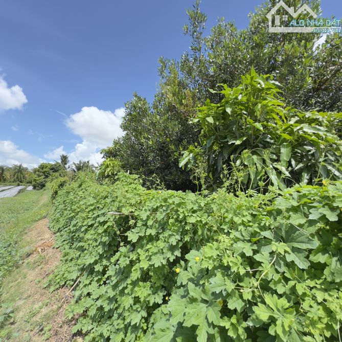 BÁN 2CÔNG ĐẤT THÍCH HỢP LÀM VƯỜN NGHỈ DƯỠNG CÁCH VÕ VĂN KIỆT 300M, LONG HOÀ TP.CT - 4