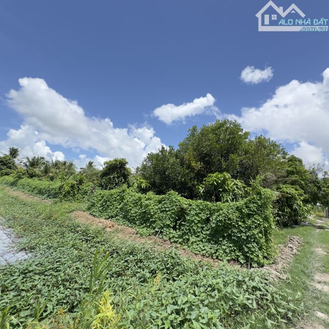 BÁN 2CÔNG ĐẤT THÍCH HỢP LÀM VƯỜN NGHỈ DƯỠNG CÁCH VÕ VĂN KIỆT 300M, LONG HOÀ TP.CT - 5