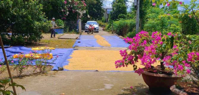 Đất đẹp cẩm toại tây, 103m2 đất ở toàn bộ ngang 6,6m nở hậu - 2