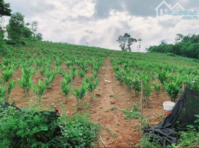 🌳 MẢNH ĐẤT LÝ TƯỞNG LÀM NGHỈ DƯỠNG – FARMSTAY - 2