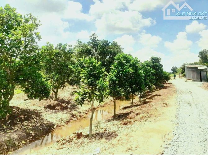 Hàng Ngộp, 1128m2 đất vườn View Kênh Chuyển Thổ 700tr - 2