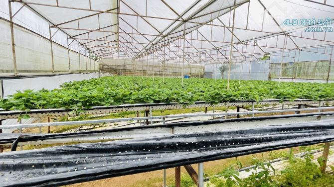 BÁN NHÀ CẤP 4 500m² (ngang 22m, dài 25m)VƯỜN RỘNG HẺM XE HƠI ĐƯỜNG AN BÌNH, P.03, ĐÀ LẠT - 3