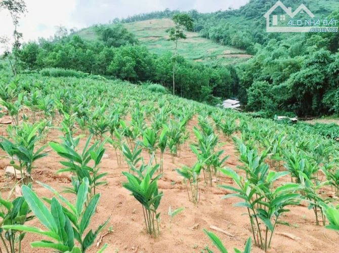 🌳 MẢNH ĐẤT LÝ TƯỞNG LÀM NGHỈ DƯỠNG – FARMSTAY - 3